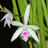 Cattleya lundii