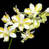 Dendrobium Anucha Flare Type Tailandia