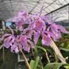 Cattleya maxima yellow lip 'Ingrid' x cod 8052