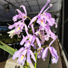Cattleya maxima yellow lip 'Ingrid' x cod 8052