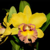 Rhyncholaeliocattleya Young Kong ' Sun 16'  M169