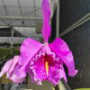 Cattleya maxima 'Churonita' x 'La Esperada' cod 3289