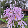 Cattleya maxima yellow lip 'Ingrid' x cod 8052
