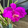 Cattleya lueddemanniana