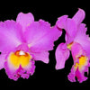 Rhyncholaeliocattleya Mishima Choice