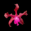 Laeliocattleya Gualaceo Bicentenario
