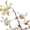 Dendrobium Banana Royal
