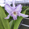 Cattleya Nikolita Portilla