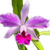 Cattleya Super Andes
