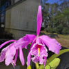 Cattleya maxima Ecua 00139 x Ecua 00138