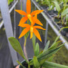 Cattleya Orange Delight