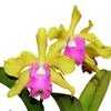 Rhyncholaeliocattleya Ivan Portilla