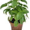 Plant-It-Starters 4 Variety Pack - 1 of Each