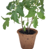 Plant-It-Starters 4 Variety Pack - 1 of Each