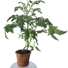 Plant-It-Starters 4 Variety Pack - 1 of Each