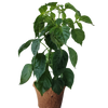 Plant-It-Starters 4 Variety Pack - 1 of Each