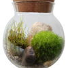 MossBowl- Grow Your Own Beautiful Moss Garden, Complete Kit Come with 3 Mosses!