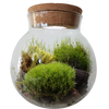 MossBowl- Grow Your Own Beautiful Moss Garden, Complete Kit Come with 3 Mosses!