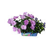 Flower Princess Palace Mini World Terrarium