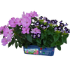Flower Princess Palace Mini World Terrarium
