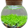 WaterPlants- Grow Lush Aquatic Plants from Seed! Thrives With Minimal Care