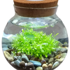 WaterPlants- Grow Lush Aquatic Plants from Seed! Thrives With Minimal Care
