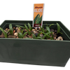 Aloe Seed Square Terrarium