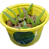 Eco Seed Sprouts Aunt Annie Aloe - Multipack of 5