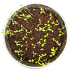 Pot O' Good Luck - Grow Your Own Shamrocks Multipack of 3
