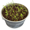 Pot O' Good Luck - Grow Your Own Shamrocks Multipack of 3