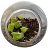 Cacti Tiny Terrariums Bundle - 1 each of 6 Varieties