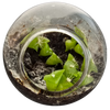 Cacti Tiny Terrariums Bundle - 1 each of 6 Varieties