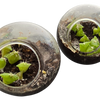 Flowering Cacti Tiny Terrariums Bundle - 2 each of 3 Varieties