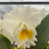 Rhyncholaeliocattleya Andacocha