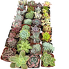 Half Flat Special - 32 succulents in 2” pots