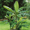 Northern Wonder Banana™ (Musa bajoo 'Northern Wonder') - 2 gallon