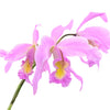 Laeliocattleya Denisii