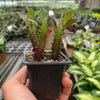 Succulent Euphorbia 'Trigona Rubra'