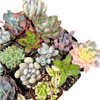 Half Flat Special - 32 succulents in 2” pots