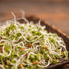 5 Part Salad Mix Sprout – 1,000 Seeds
