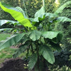 Northern Wonder Banana™ (Musa bajoo 'Northern Wonder') - 2 gallon