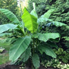 Northern Wonder Banana™ (Musa bajoo 'Northern Wonder') - 2 gallon