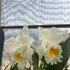 Rhyncholaeliocattleya Andacocha