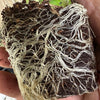 Seedling & Propagation Mix