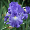 Victoria Falls Reblooming Bearded Iris (IRIS VICTORIA FALLS) - 1 gallon