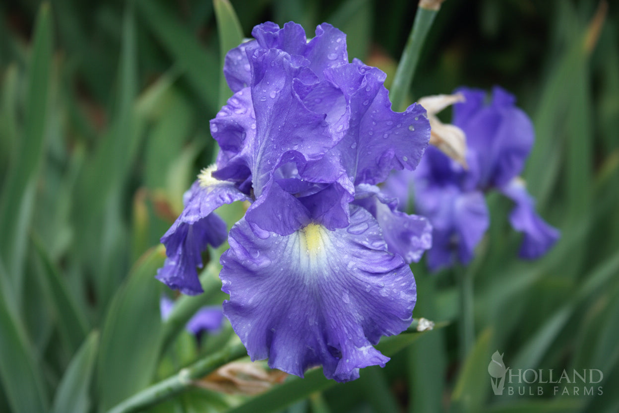 Victoria Falls Reblooming Bearded Iris (IRIS VICTORIA FALLS) - 1 gallon