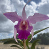 Laeliocattleya Interceps 'shuk' (rec.)