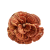 Buriti Orange Napkin Rings (Set of 2)