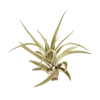 10pk Veluntina Air Plants