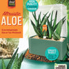 Aloe Seed Square Terrarium
